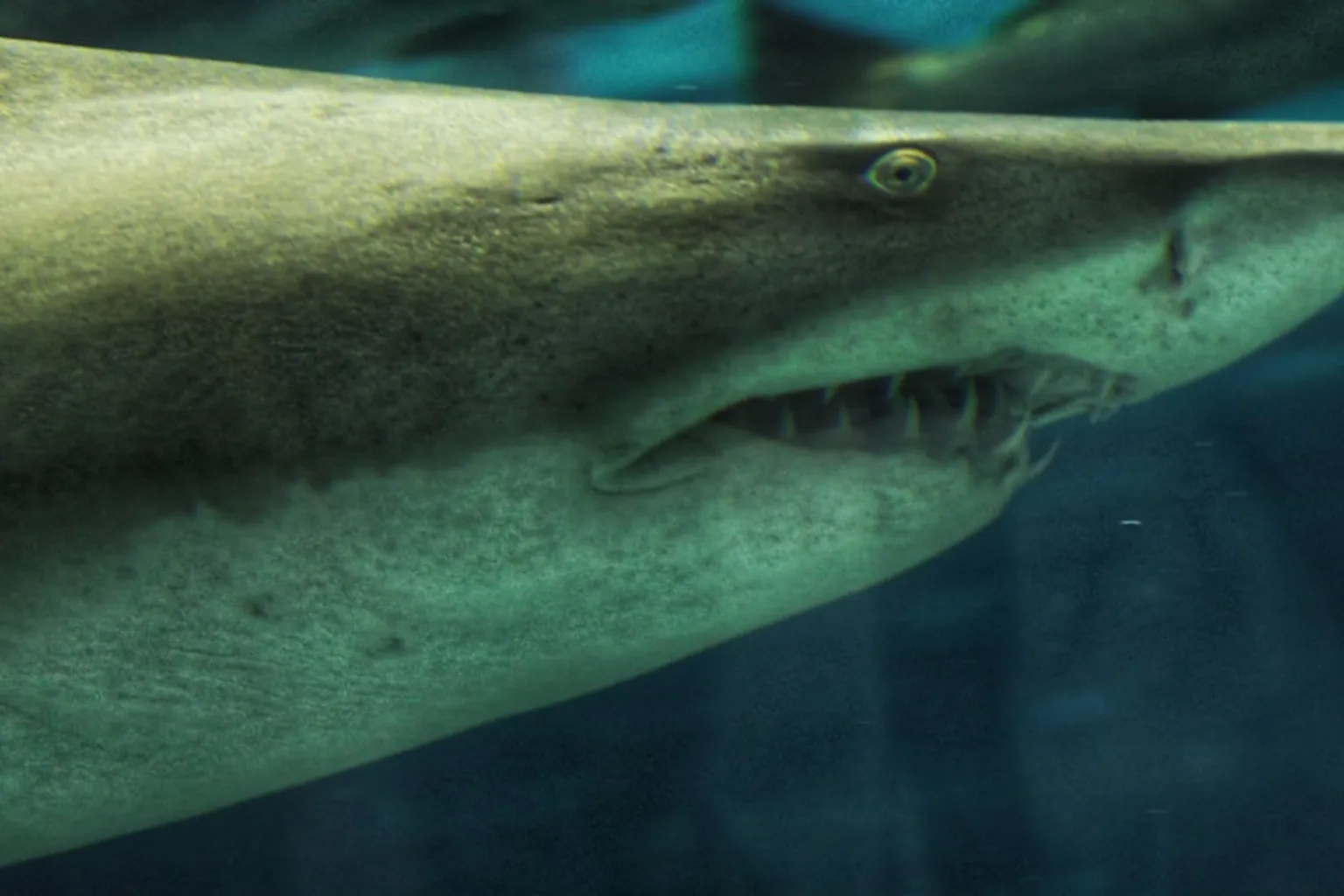 Aquarium de Barcelone : la visite vaut-elle son prix ?