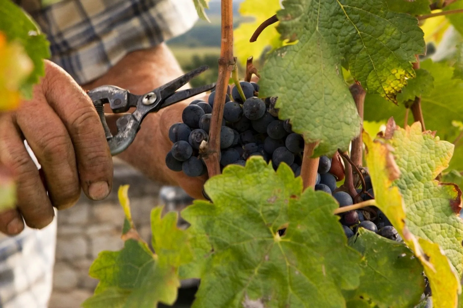 Vendanges précoces en Champagne : comment ce calendrier inédit bouscule votre séjour